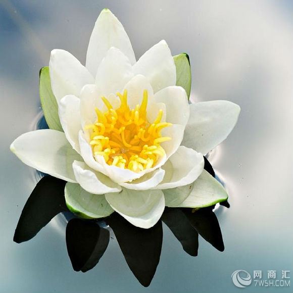 信誉，快捷高效，杭州植物花卉出租