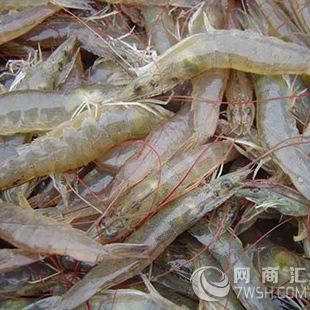 肉质鲜美的天津南美对虾销售