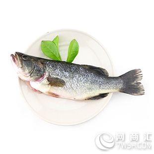 行业口碑的天津生态鲈鱼批发公司