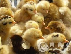 上海鸡苗供应商，抗病能力强，生长快