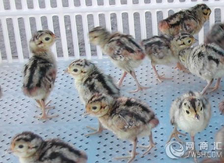 精心培育的脱温野鸡苗销售，提供野鸡的养殖技术
