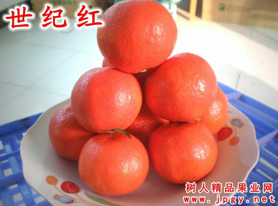 柑橘之王--世纪红