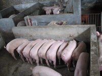 山东仔猪供应基地常年出售仔猪
