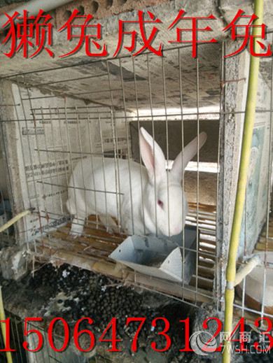 河北獭兔种兔 养殖獭兔技术