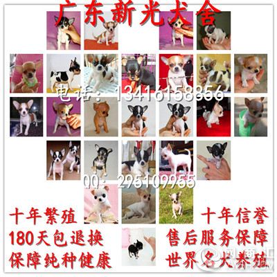 广州哪里有卖吉娃娃犬 纯种吉娃娃犬多少钱一只