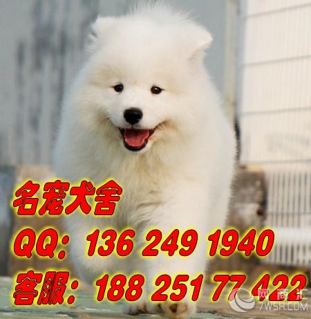 广州纯种萨摩犬 广州哪买萨摩犬 广州萨摩犬狗场