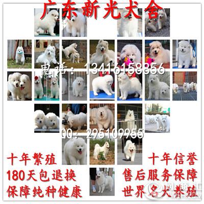 广州萨摩耶犬 广州新光狗场专业繁殖纯种萨摩耶犬