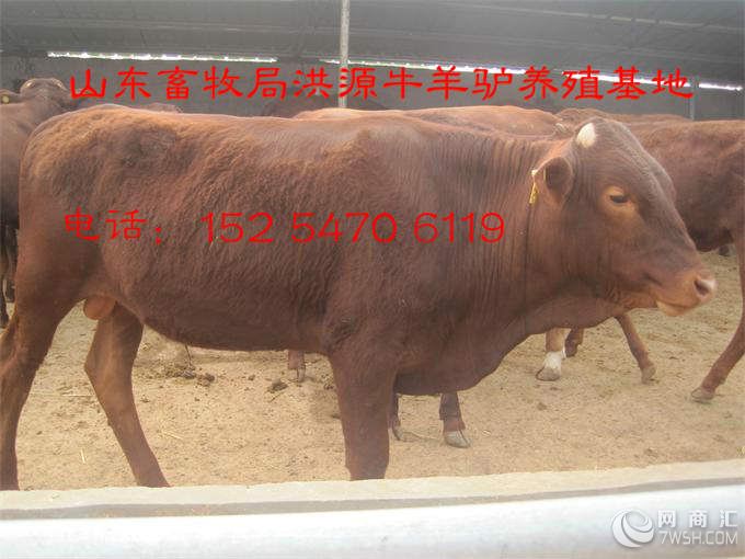 【2016年养殖肉牛的前景如何】-济宁洪源养殖