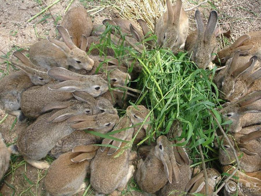 山东种兔养殖基地山东种兔价格