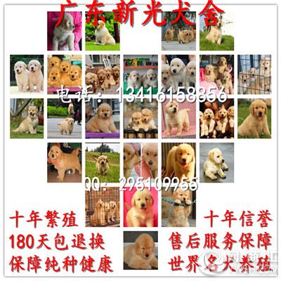 广州哪里买纯种金毛犬好 广州新光名犬狗场