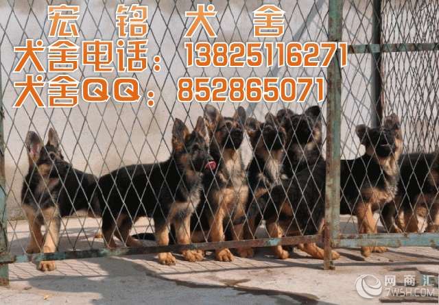 深圳哪里有卖德国牧羊犬呢