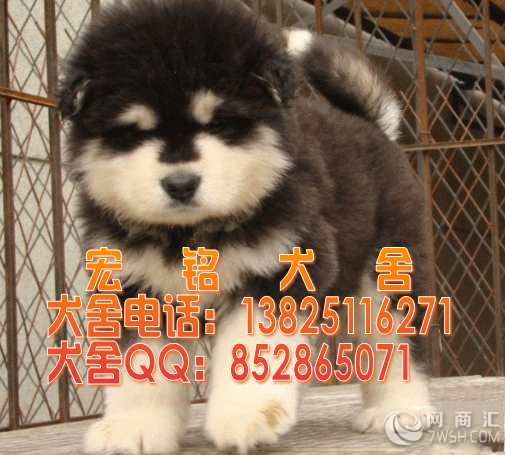 深圳哪里有卖阿拉斯加犬呢