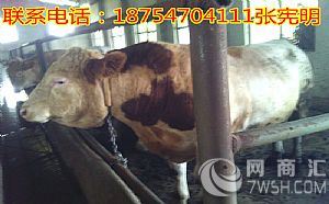 西门塔尔300斤牛犊价格￥500斤牛犊多少钱