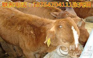 西门塔尔牛牛犊价格$西门塔尔牛犊多少钱一斤
