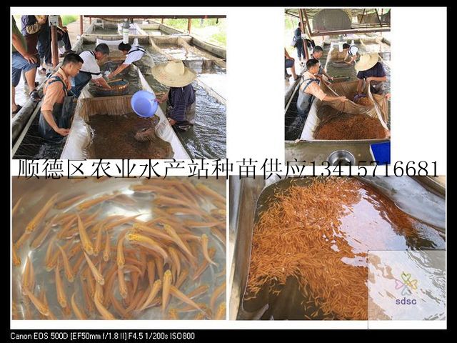 金草鱼养殖技术