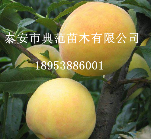 黄桃树苗批发供应地径1公分黄桃树苗价格发布