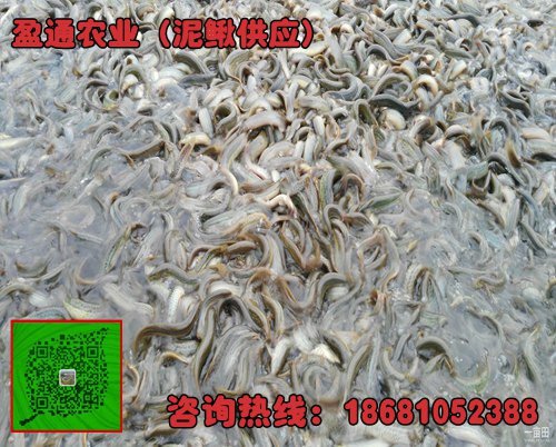 武胜县台湾泥鳅种鳅专业养殖场直销供应