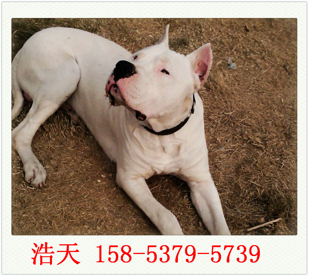 北京市杜高犬价格/小杜高犬多少钱质量怎么样