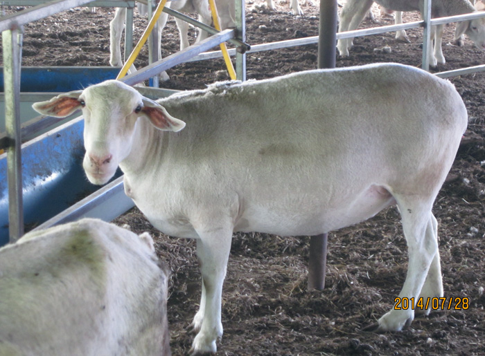 山东小尾寒羊养殖基地高产小尾寒羊品种规模养殖场