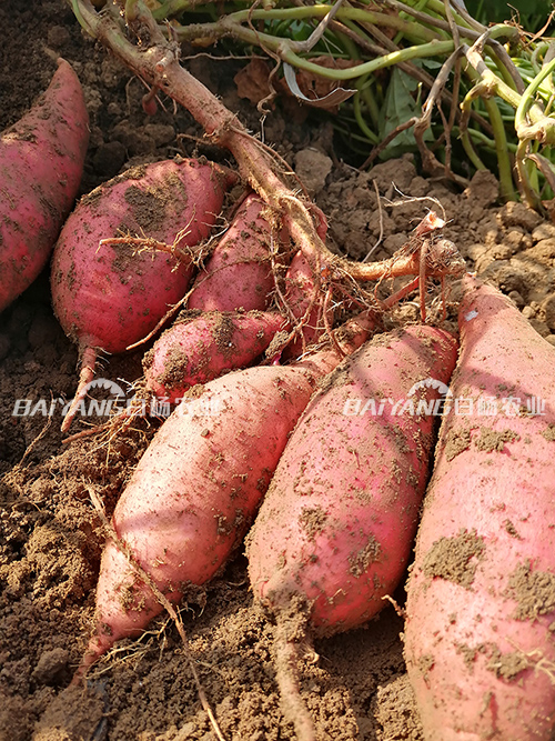 广东湛江西瓜红红薯 8月新货预售混装通货 批发整车8吨起