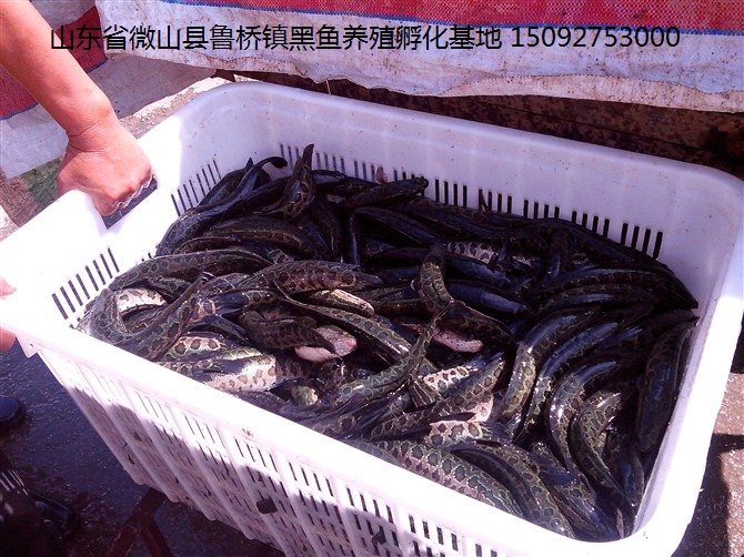 出售黑鱼苗 高产量本地黑鱼鱼苗 本地淡水黑鱼苗