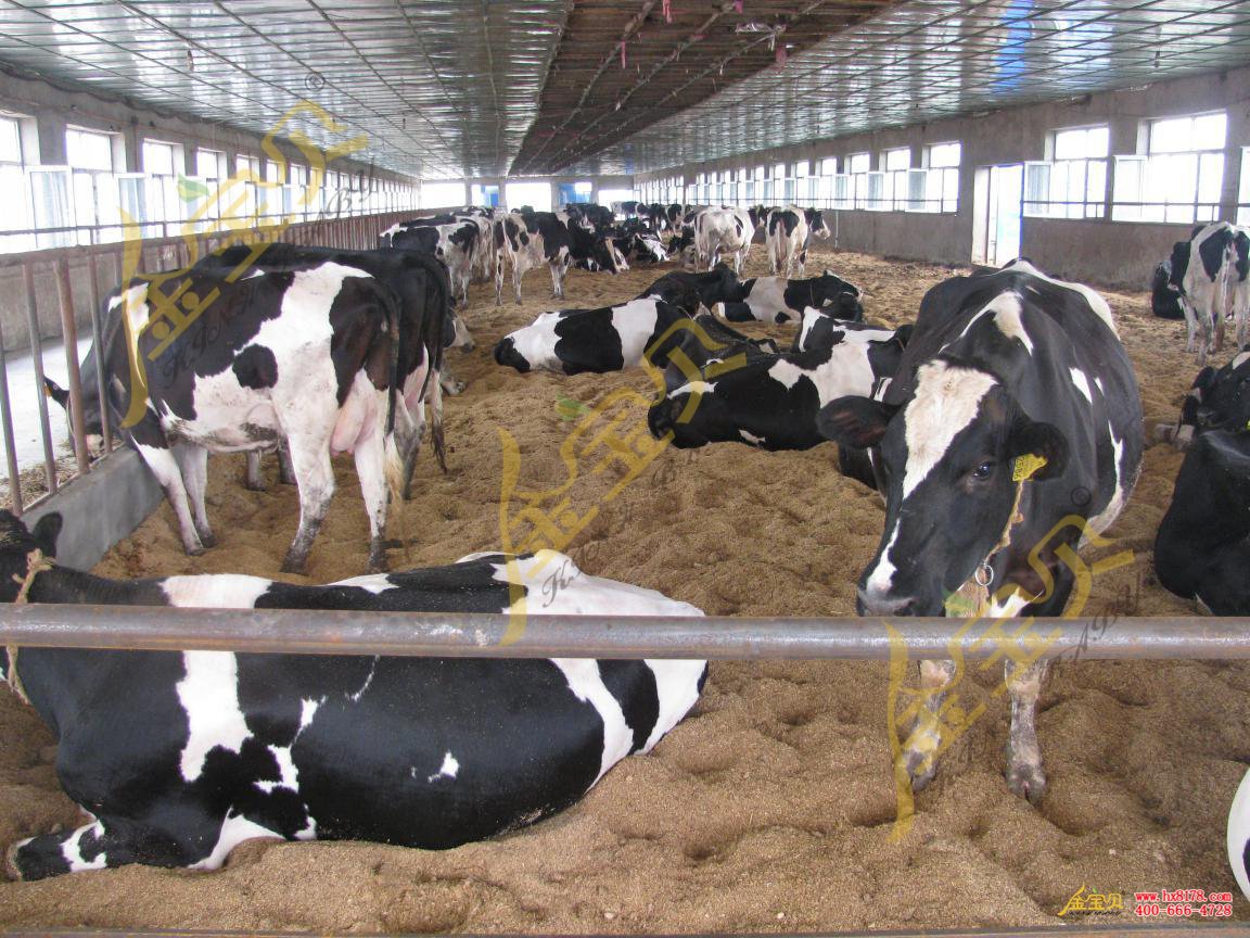 干撒式发酵床饲养水牛技术