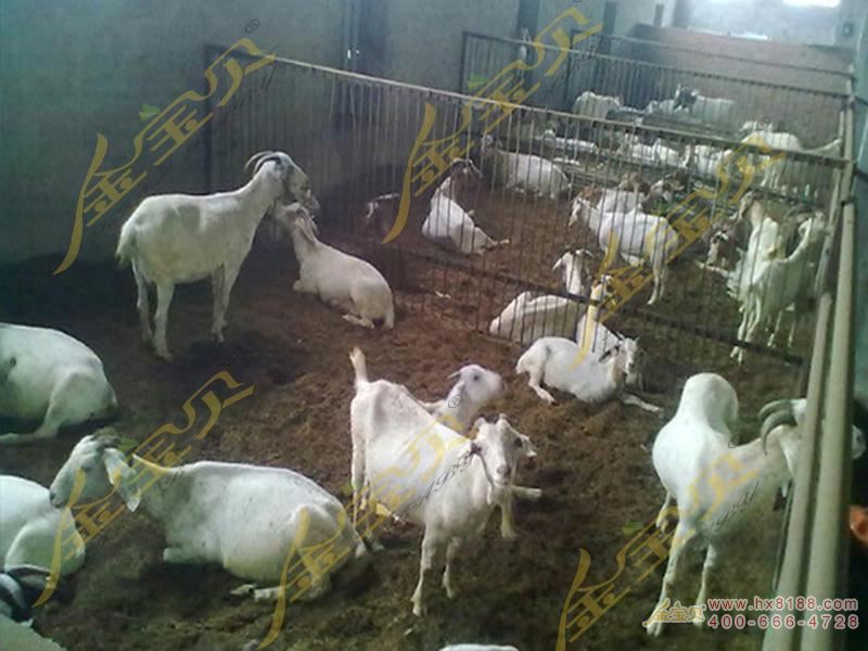 金宝贝发酵床养羊可以预防腐蹄病
