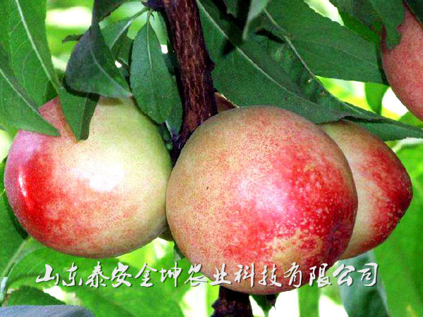 金坤厂家介绍桃树苗主要需要哪些营养元素丰产桃树苗批发
