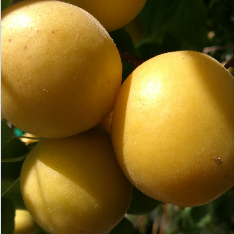 供应新品种杏树苗香杏