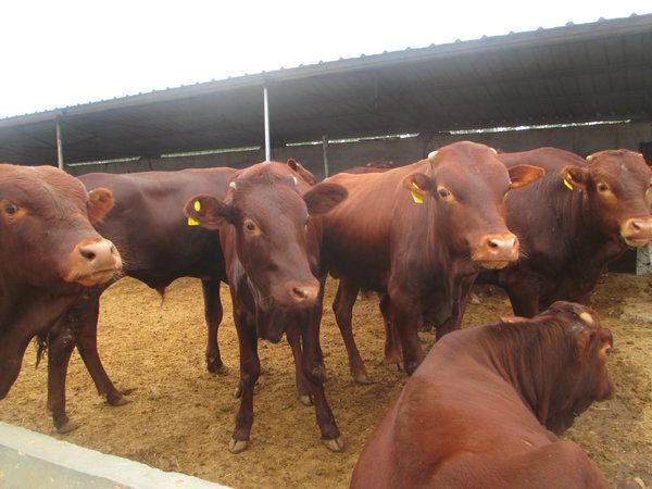 山西养殖场牛犊子价格