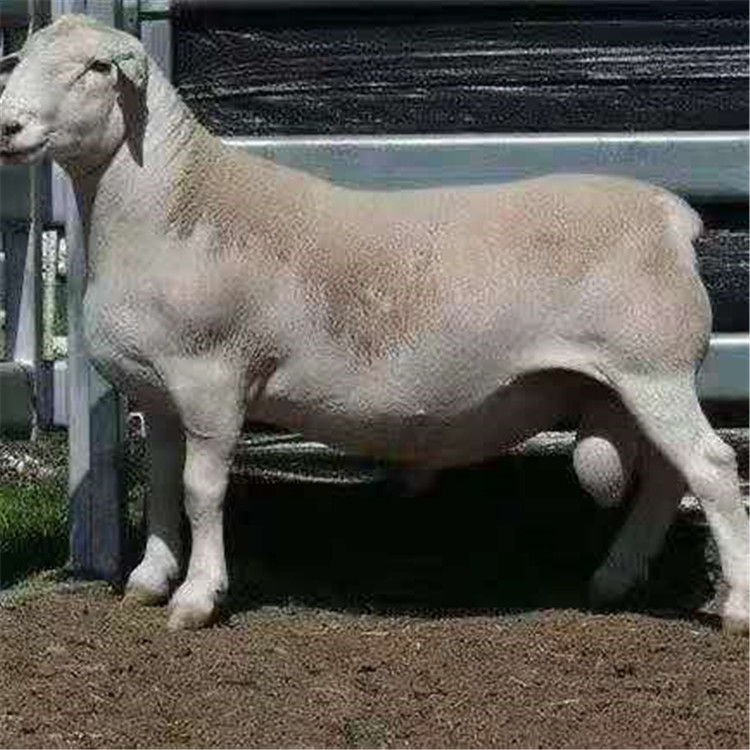 山东梁山县澳洲白羊种公羊养殖场哪里有卖澳洲白羊种公羊