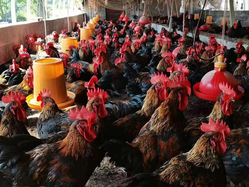 巴中地区养殖乌皮红冠鸡苗批发 求购平昌周边鸡苗市场